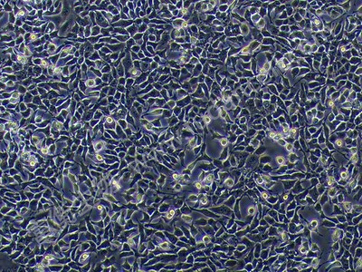 小鼠肾小球系膜细胞；SV40-MES-13 （种属鉴定）