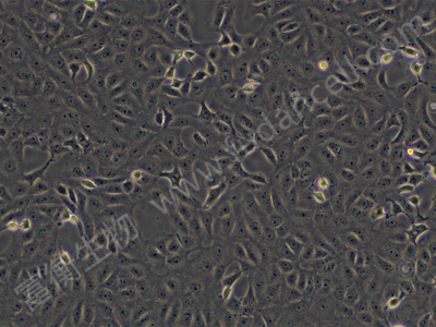 罗猴胎肾细胞；MA104
