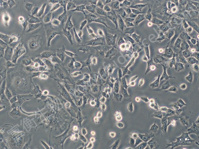小鼠精原细胞系；GC-1 spg （种属鉴定）
