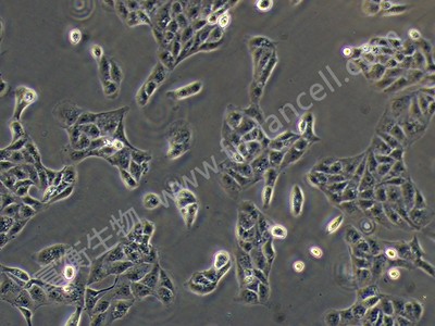 犬肾细胞；MDCK-II