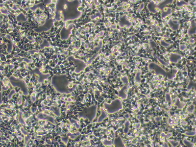 小鼠神经干细胞；NE-4C （种属鉴定）