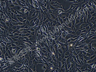 小鼠成肌细胞；C2C12 （种属鉴定）