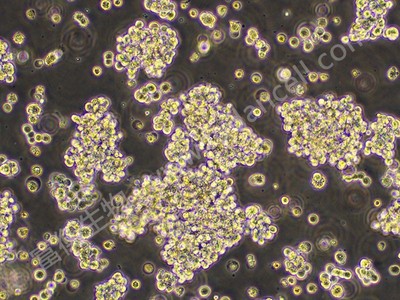 人胚肾细胞-F克隆； 293F (STR)