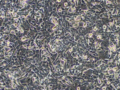 小鼠胶质瘤细胞带荧光素酶；GL261/LUC （种属鉴定）