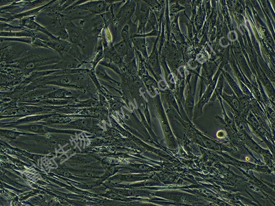 人包皮成纤维细胞； HFF-1 (STR)