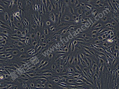 人微血管内皮细胞株；HMEC-1 (STR)