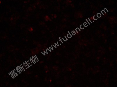小鼠单核巨噬细胞白血病细胞带红色荧光；RAW264.7/RFP （种属鉴定）