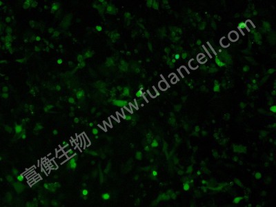 小鼠结肠癌带绿色荧光；MC-38/GFP