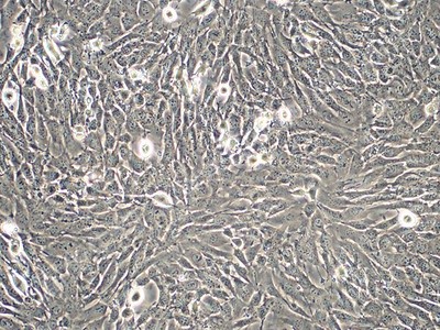 小鼠主动脉血管平滑肌细胞；MOVAS （种属鉴定）