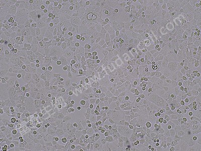 小鼠肺泡上皮细胞；MLE-12 （种属鉴定）