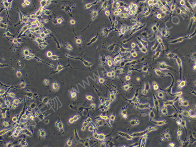 昆虫细胞；Hi-five(BTI-TN-5B1-4)
