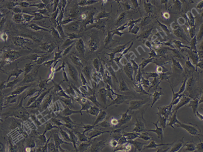 人卵巢颗粒细胞； KGN (STR)