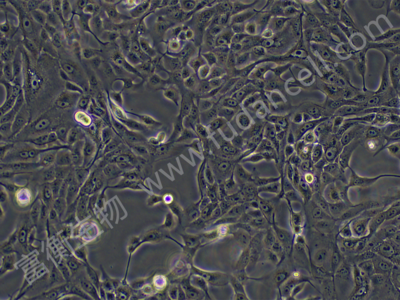 马-达二氏犬肾细胞系；MDCK(NBL-2)