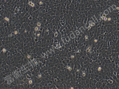 小鼠神经干细胞；C17.2 （种属鉴定）