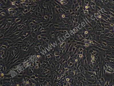 小鼠视网膜神经节细胞株；RGC-5(661W) （种属鉴定）