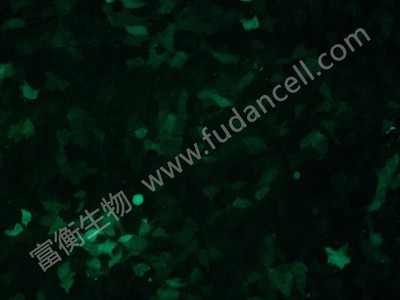 小鼠乳腺癌细胞带绿色荧光；4T1/GFP （种属鉴定）