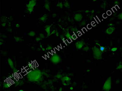 小鼠胚胎成骨细胞前体细胞带绿色荧光；MC3T3-E1/GFP