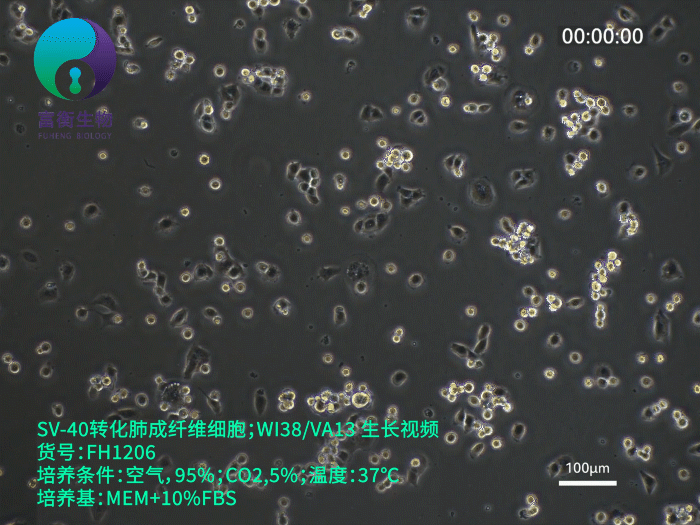 SV-40转化肺成纤维细胞；WI38/VA13 (STR)
