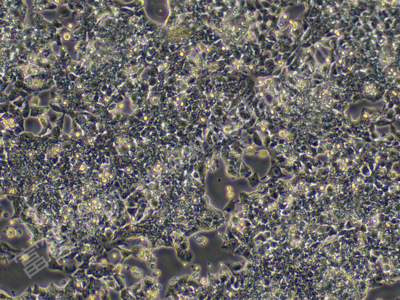 小鼠胰腺腺泡癌细胞；266-6 （种属鉴定）