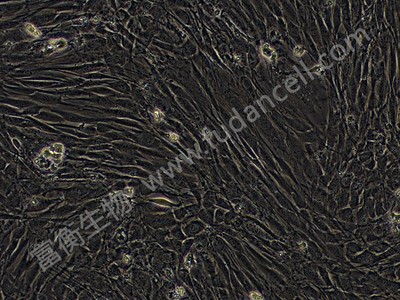 小鼠胚胎成纤维细胞；Balb/3T3 （种属鉴定）