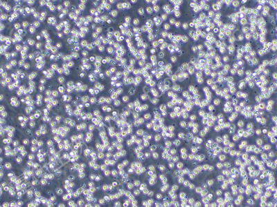 人组织细胞淋巴瘤细胞；U-937 (STR)