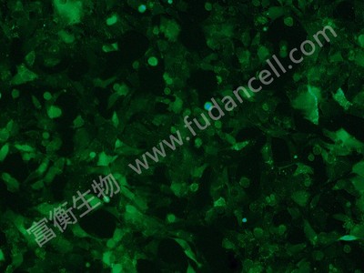小鼠胶质瘤细胞带绿色荧光；GL261/GFP （种属鉴定）