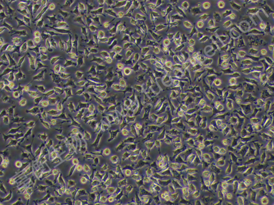 小鼠正常肝细胞；NCTC1469 （种属鉴定）