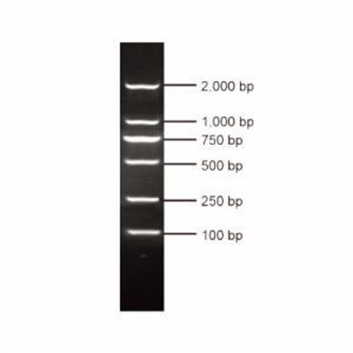 DM2000|Cwbio/康为世纪|100次