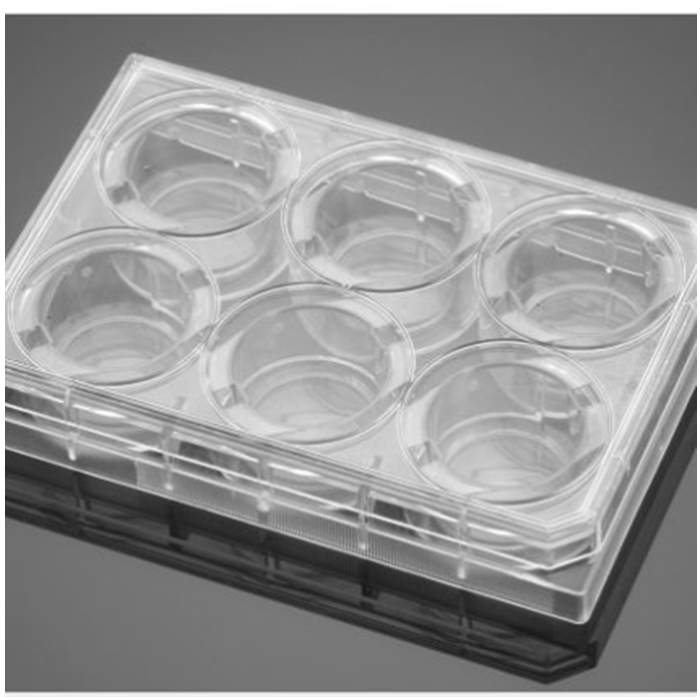 多聚-D-赖氨酸包被的6孔板Poly-D-Lysine 6 Well Clear Flat Bottom TC-Treated Multiwell Plate, with Lid|6孔|Biocoat