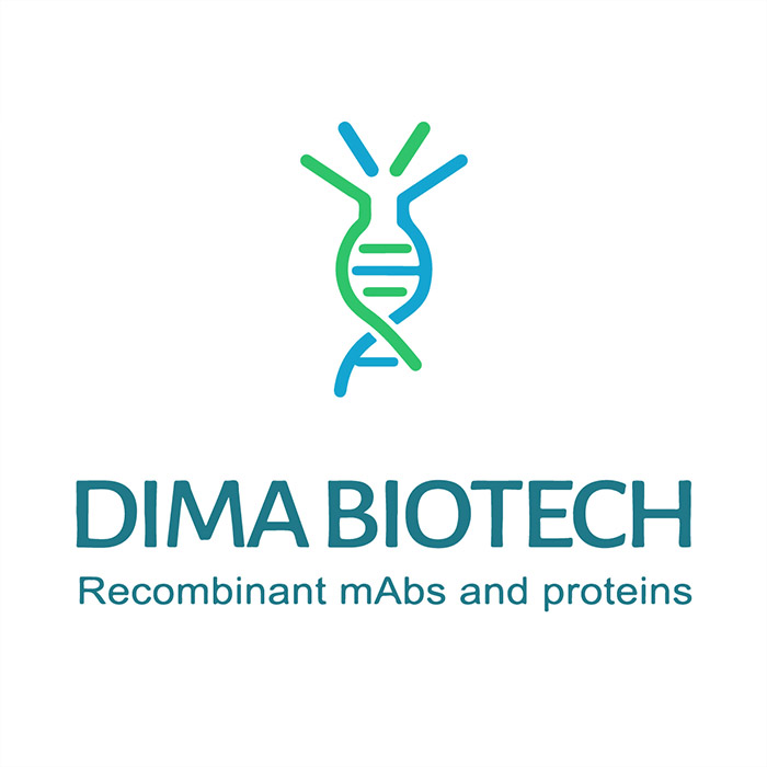 抗体Anti-DDR1 antibody(DMC480); IgG1 Chimeric mAb|Anti-DDR1 antibody(DMC480); IgG1 Chimeric mAb|DIMA BIOTECH/缔码生物|50 μg