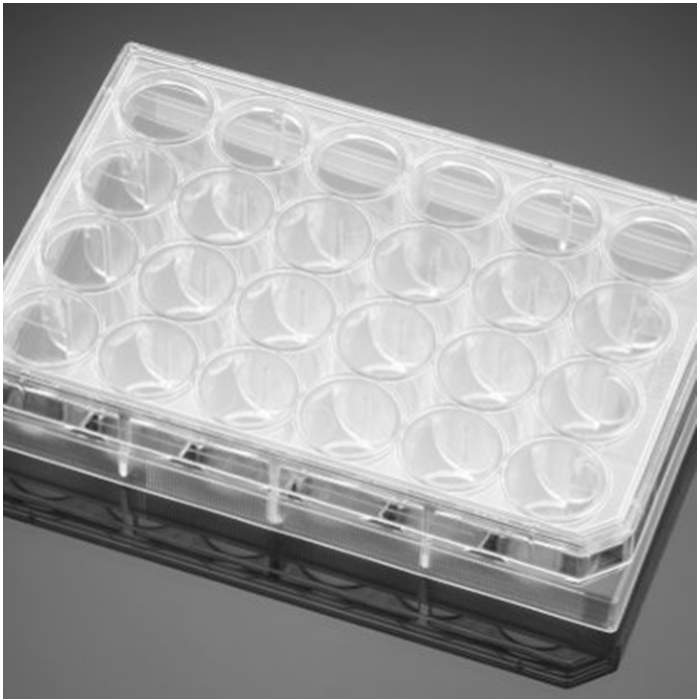 多聚-D-赖氨酸/层粘连蛋白包被的24孔板 Poly-D-Lysine/Laminin 24 Well Clear Flat Bottom TC-Treated Multiwell Plate, with Lid|24孔|Biocoat