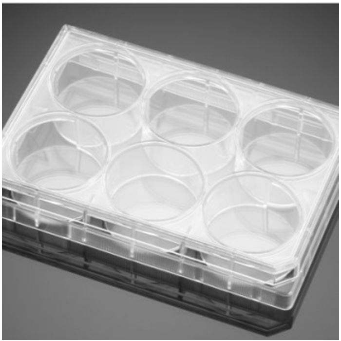 Ⅰ型胶原包被的6孔板Collagen I Peptide 6 Well Flat Bottom TC-Treated Plate, with Lid, Sterile|6孔|Biocoat