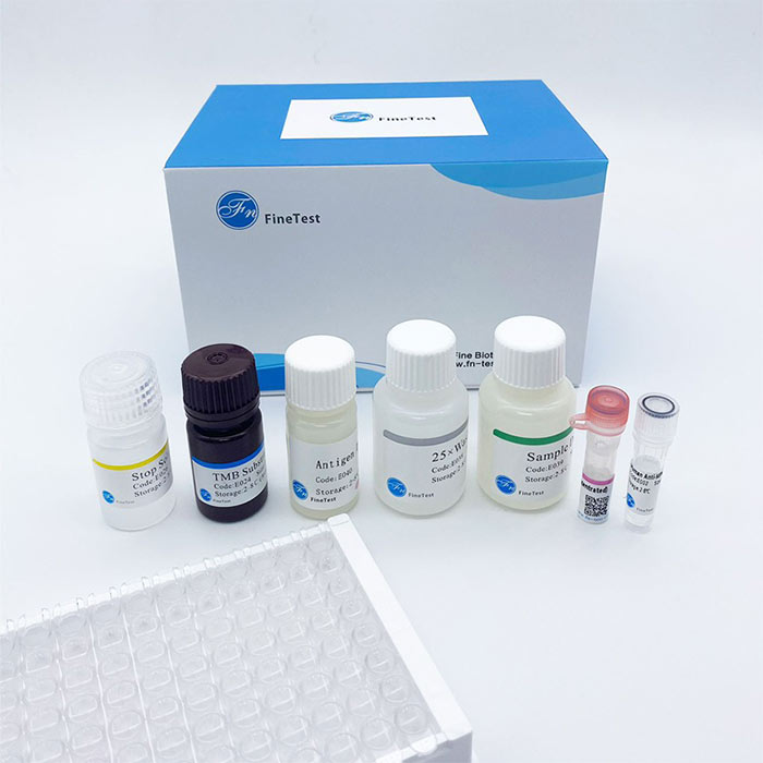 人Nodal同源物(NODAL)ELISA试剂盒|Human NODAL(Nodal homolog) ELISA Kit|FineTest/菲恩生物|48T