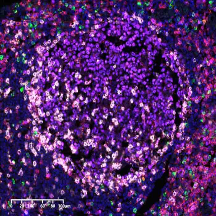 荧光单标信号放大试剂盒|AiFang biological/艾方|100T