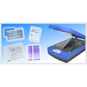 Microtek 中晶<em>蛋白电泳</em>扫描仪（定量）