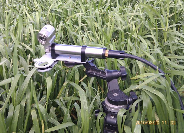 Shutter-Fluorometer-Sensor-Wheat-Trials-Narrabri-NSW