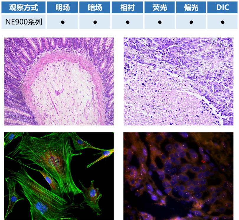 耐可视生物显微镜NE930-广州市明慧科技有限公司