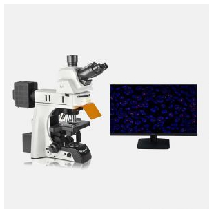NE900系列熒光顯微鏡應用于FISH 熒光成像