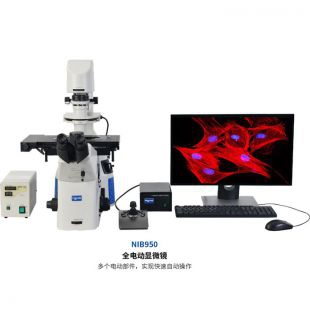 NIB950-FL电动荧光显微镜工作站