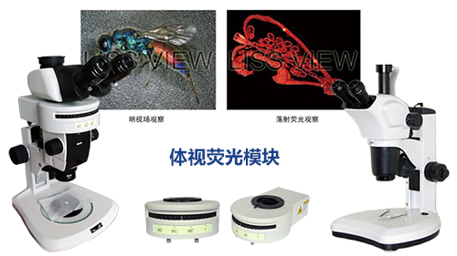 体视荧光显微镜-清远体视荧光显微镜厂家-广州市明慧科技有限公司