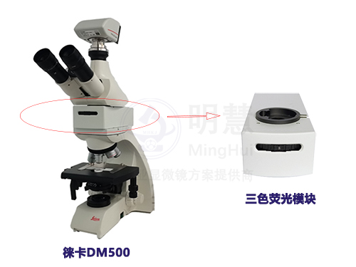 徕卡正置荧光显微镜-多色荧光模块-广州市明慧科技有限公司
