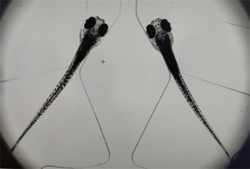 广州明慧电动研究型倒置荧光显微镜应用于斑马鱼研究工作