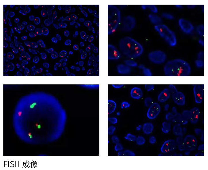 NE900系列的FISH荧光成像系统解决方案-广州明慧科技