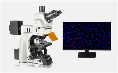 NE900荧光显微镜搭载FISH软件-电动荧光显微镜-广州明慧