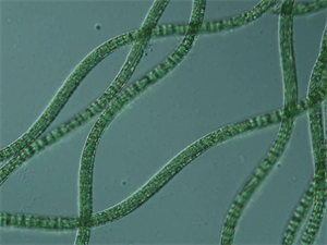 實驗室用生物顯微鏡觀察藻類水產養殖-MHL2800-廣州明慧