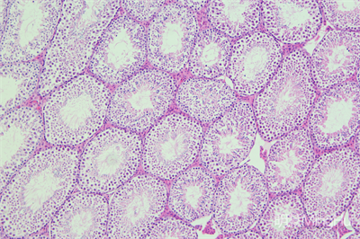 研究级正置荧光显微镜MHF200应用于免疫组化、免疫荧光