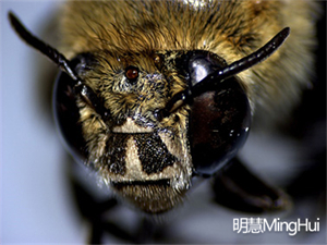 体视显微镜观察蜜蜂-广州明慧科技