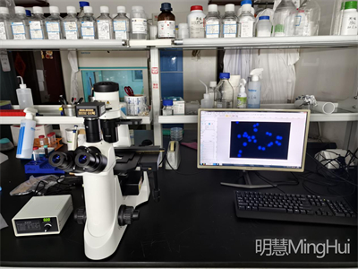 明慧倒置荧光显微镜MHIF2000和显微镜摄像头MHD2000助力南方医科大学荧光活细胞观察