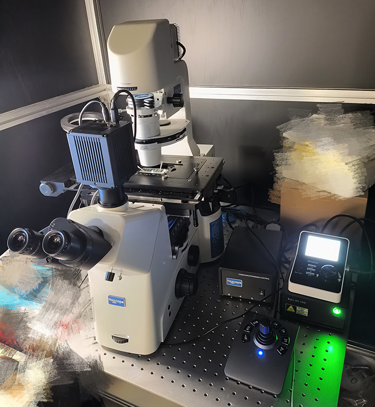 耐可视研究型电动荧光显微镜助力斑马鱼研究工作