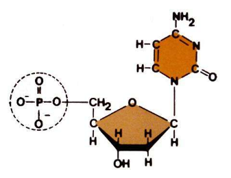 核糖核苷酸及其衍生物